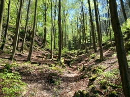Beech forest